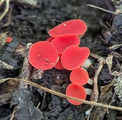 Stalked Elf Cup (Sarcoscypha occidentalis-IN03)