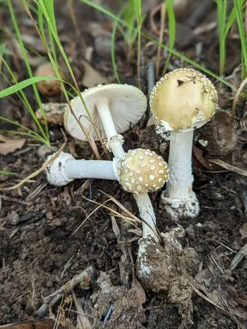 White Panther (Amanita multisquamosa)