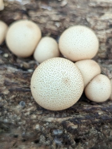 Pear-shaped Puffball (Apioperdon pyriforme)