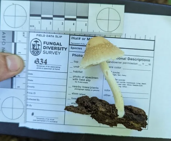 Pale Brittlestem (Candolleomyces candolleanus)