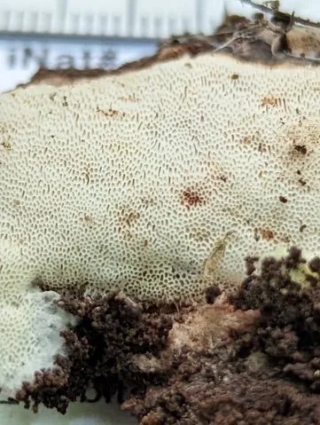 undefined (Ceriporiopsis sp-IN01)