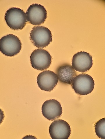 undefined (Elaphomyces sp.)