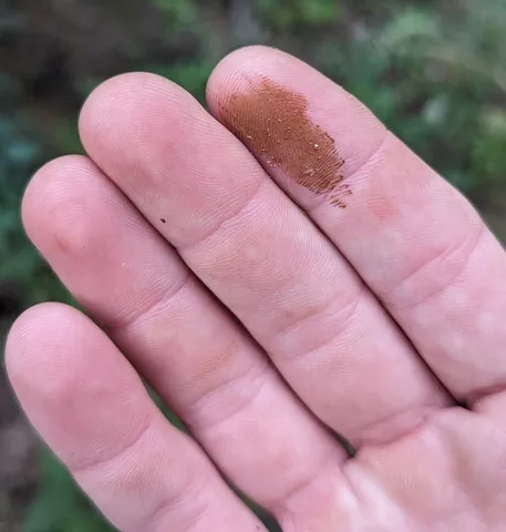 Golden Reishi (Ganoderma curtisii)