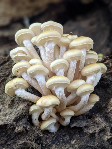 Yellow Honey Mushroom (Armillaria mellea)