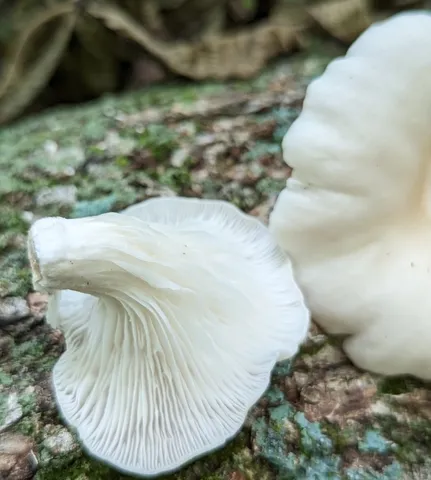 Pleurotus ostreatus