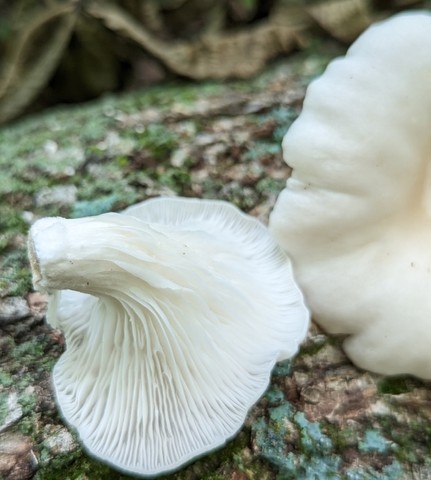 Common Oyster (Pleurotus ostreatus)