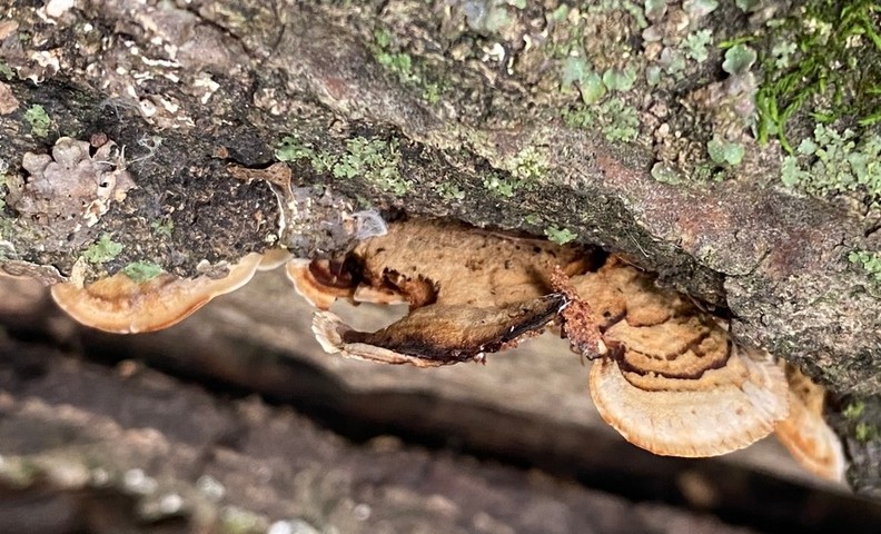 Lobed Stereum (Stereum lobatum)