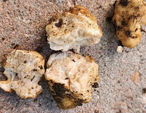 Truffles (Tuber sp.)