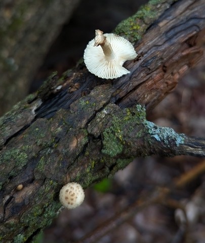 Sunray Sawtooth (Heliocybe sulcata)