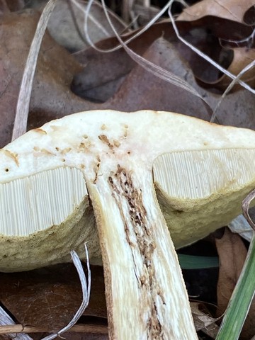 Wrinkled Bolete (Leccinellum rugosiceps)