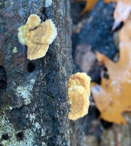 Turkey Tail (Trametes versicolor)