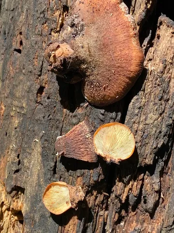 Bear Lentinellus (Lentinellus ursinus)
