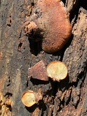 Bear Lentinus (Lentinellus ursinus)