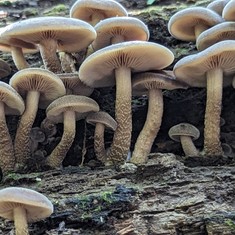 Scaber Stem Agrocybe