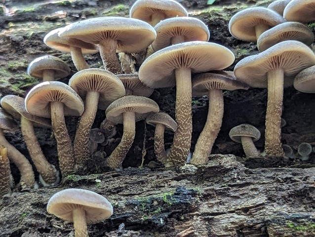 Scaber Stem Agrocybe (Agrocybe firma)