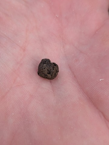 undefined (Elaphomyces sp.)