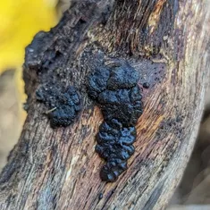 Black Witches' Butter