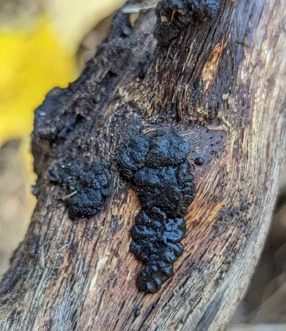Exidia glandulosa