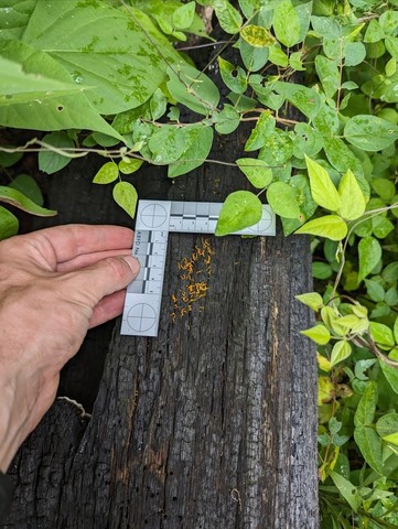 Club-like Tuning Fork (Calocera cornea)