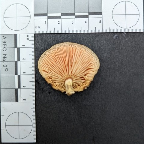 Wrinkled Peach (Rhodotus reticeps)