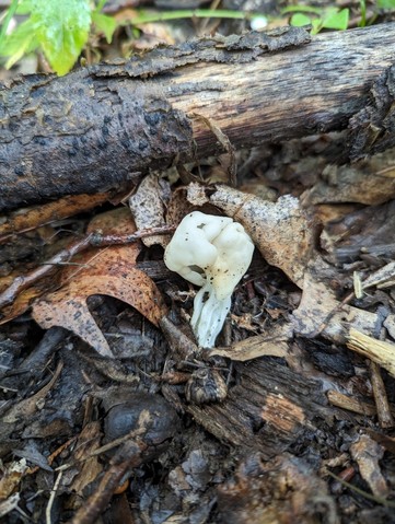 White Saddle (Helvella crispa)