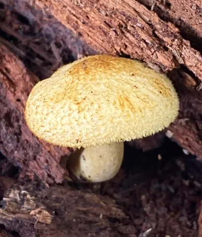 undefined (Tricholomopsis sp-IN01)