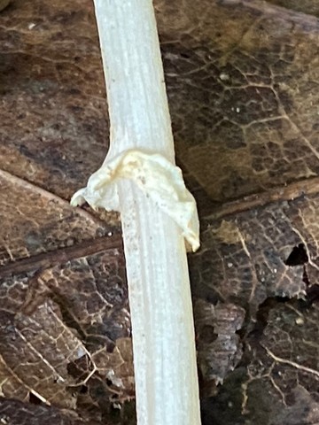 Wrinkled Fieldcap (Agrocybe rivulosa)