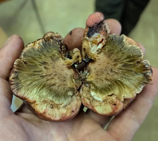 Beefsteak Fungus (Fistulina americana)