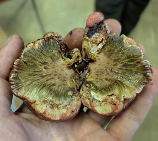 Beefsteak Fungus (Fistulina americana)