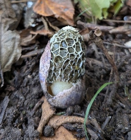 Dune Stinkhorn (Phallus hadriani)