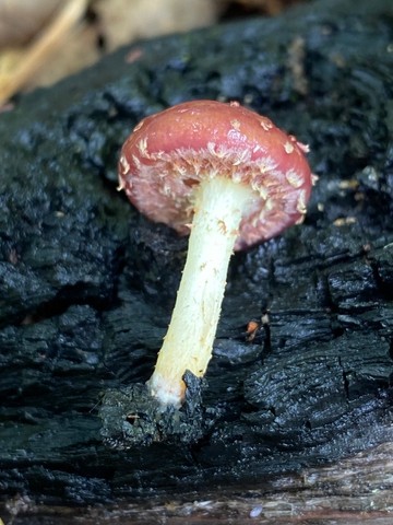 null (Pholiota polychroa)