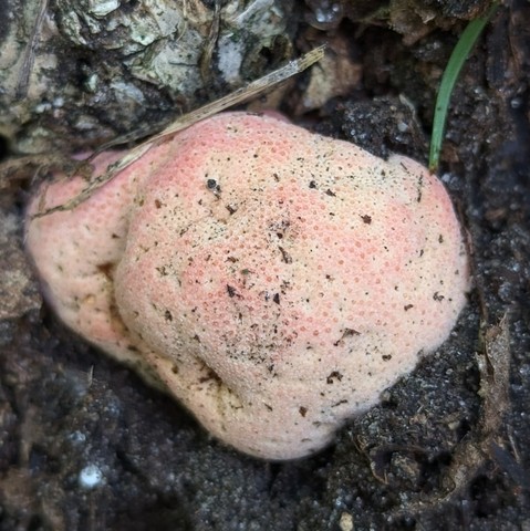 Beefsteak Fungus (Fistulina americana)