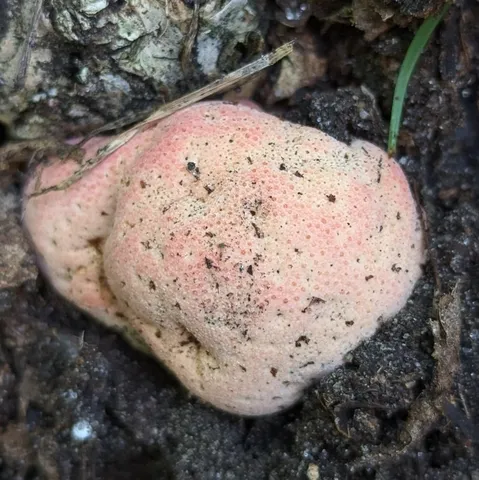 Beefsteak Fungus (Fistulina americana)