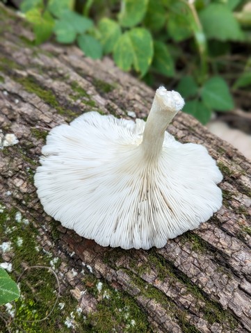 Pale Oyster (Pleurotus pulmonarius)