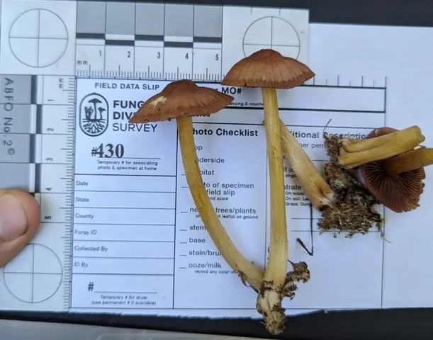 undefined (Mycena sp. 'IN6' (Mycena rutilantiformis))