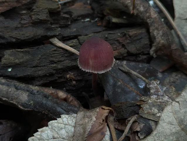 Bleeding Fairy Helmet (Mycena sp. 'haematopus-IN01')