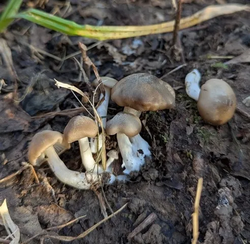 undefined (Entoloma sp. 'IN56')