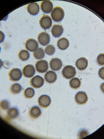 undefined (Elaphomyces sp.)