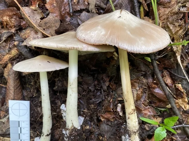 undefined (Volvopluteus michiganensis)