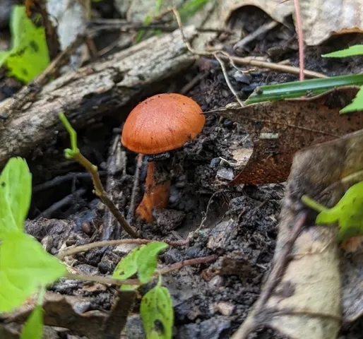 (Cortinarius hesleri)