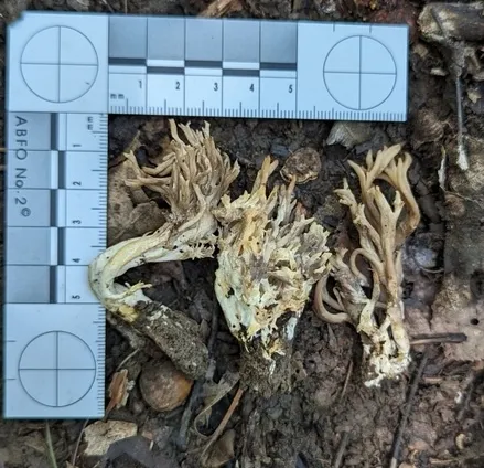 Clavulina sp-IN01