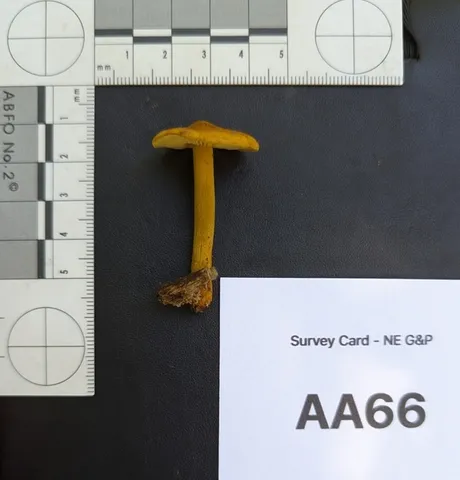 Orange Faint Foot Mushroom (Heimiomyces tenuipes)