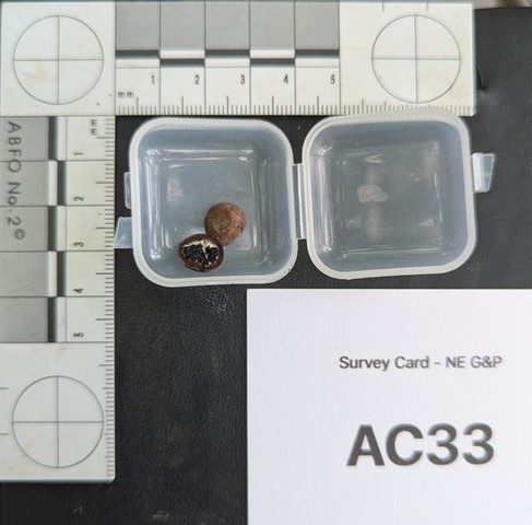 undefined (Elaphomyces sp.)