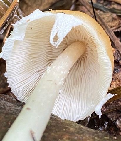 Pale Brittlestem (Candolleomyces candolleanus)