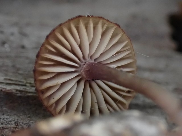 Hesler's Callistosporium (Callistosporium hesleri)