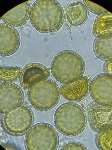 undefined (Elaphomyces sp.)