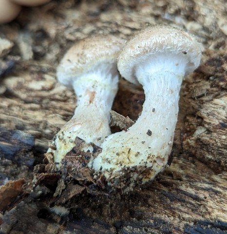 White Honey Mushroom (Armillaria gallica)