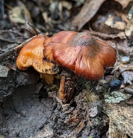 Fiber Caps (Inocybe)