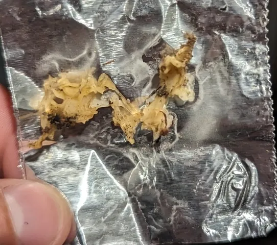 Snow Fungus (Tremella fuciformis)