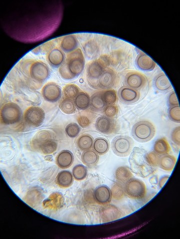 undefined (Elaphomyces sp.)